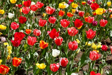 Fototapeta premium Bunt blühendeTulpen, (Tulipa), Blumenbeet, Deutschland