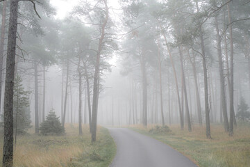 Straße durch mystischen Kiefernwald bei Nebel