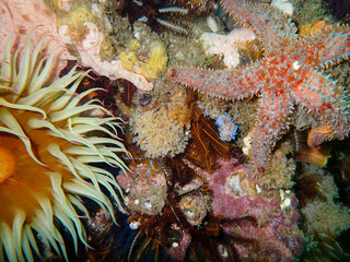 Abundance of underwater life.