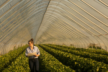 Farmer woman checking  fruits in a glasshouse