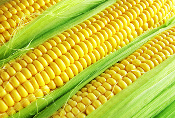 Fresh ripe corn on the cob