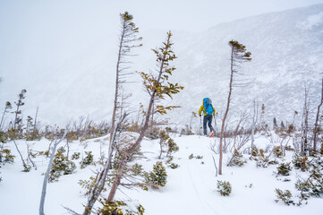 Man skiing through small trees in winter with low visibility