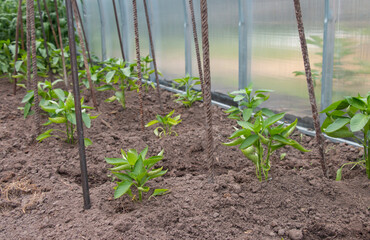 Peppers seedlings when planting in a greenhouse on a sunny day in a greenhouse