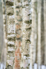 birch tree trunks
