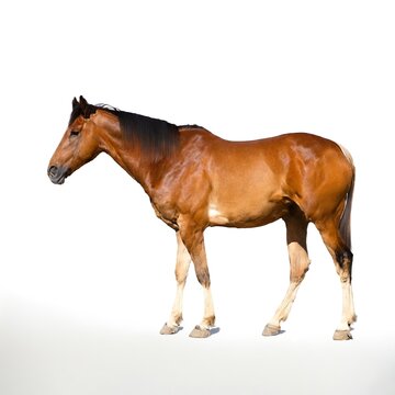 Brown Horse Standing on White Floor with Bright White Background Created with Generative AI and Other Techniques