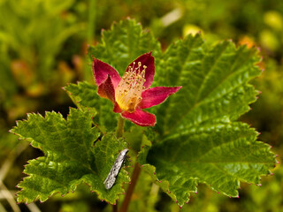 Red cloudberry flower close-up