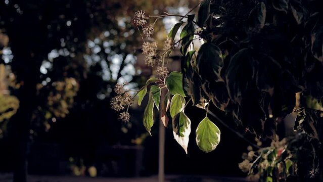 Tree in the garden