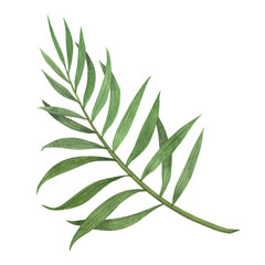 Tropic palm leaf watercolor isolated on white background. Watercolor hand drawn botanical llustration