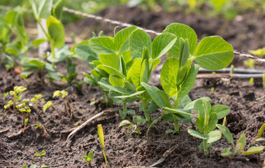 Pea sprouts rose on garden beds on a vegetable field. Growing vegetables. Agriculture. Gardening in a summer house in spring and summer