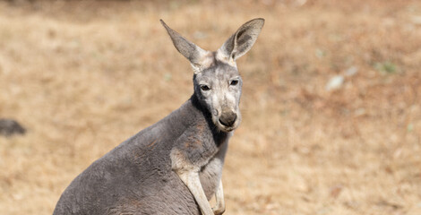 見つめるカンガルー