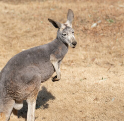 見つめるカンガルー