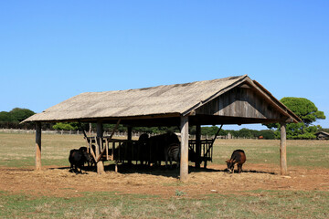 animal shelter in safari park, national park Brioni, Croatia