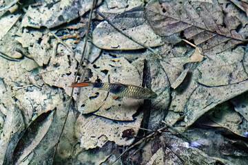 Impressionen von Borneo - Malaysia