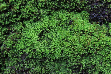 Hepaticopsida leaf moss