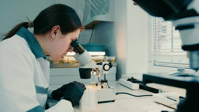 Agrochemical laboratory. A laboratory worker examines nematodes in the soil with a microscope. Soil analysis to increase productivity in the laboratory
