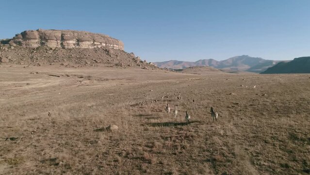 High angle dolly shot of zebras and deer running on landscape against clear blue sky during sunny day