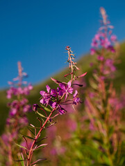 Blooming fireweed close-up