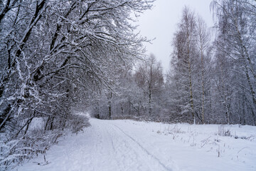 The road in the winter, cloudy forest stretching into the distance, covered with deep snow. Road in the forest surrounded by trees covered with snow.