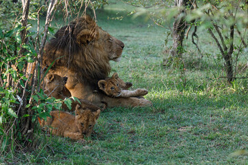 lion family on the savannah