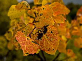 Autumn colored aspen leaves