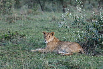 lion ob the savannah