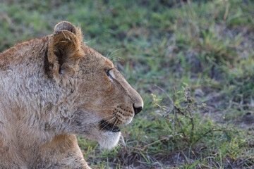 Fototapeta na wymiar close-up of a lion