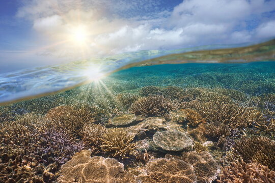 Sunlight in the sky and coral reef underwater, split view over and under water surface, south Pacific ocean seascape, Oceania