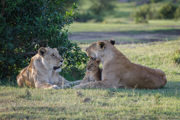mother lion with cubs