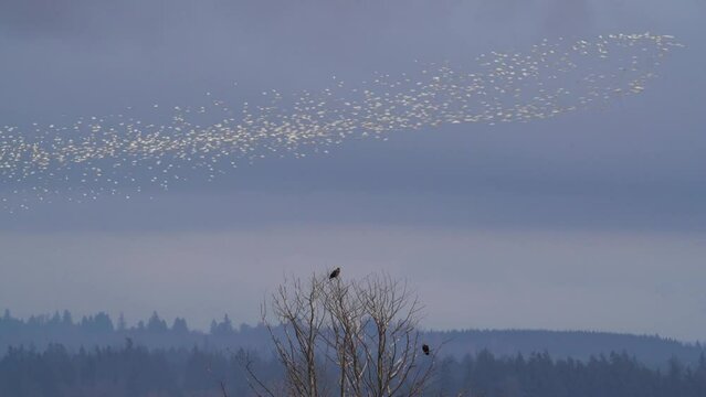 A flock of dunlin form a murmuration over two bald eagles