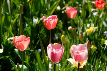Rosa blühendeTulpen (Tulipa), Closeup, Deutschland