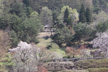 サクラの咲く公園