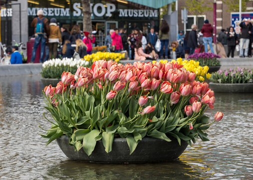 Colorful tulips flowres in the pond in front of the Rijksmuseum in Amsterdam. Netherlands