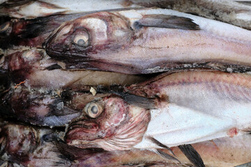 Fresh fish at a local market