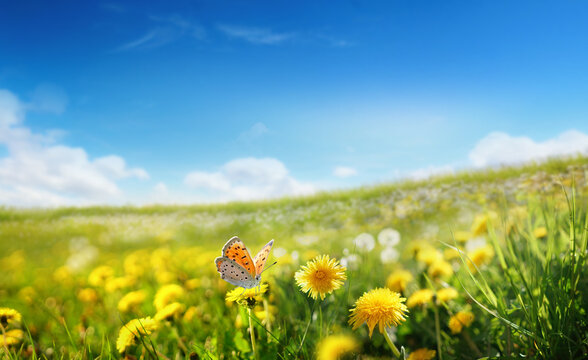 Fototapeta Beautiful spring summer natural landscape with a field of flowering dandelions and butterfly against blue sky with clouds on clear sunny day.