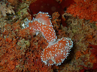 Two silvertip nudibranch being cute!