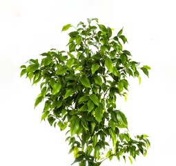 Ficus benjamin, Variegated Ficus Benjamina, photo of plant isolated on white background