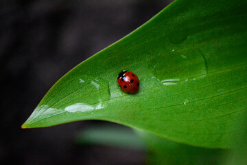 ladybug sitting on a leaf after rain - Powered by Adobe
