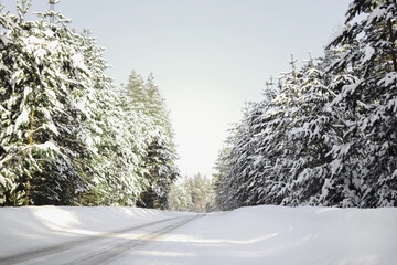 Obraz premium The road to the village in winter passes through a pine forest.
