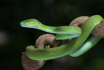 White-lipped island pit viper on the tree branch