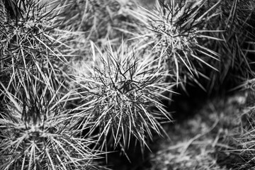Black and white photo of a cactus in the desert.