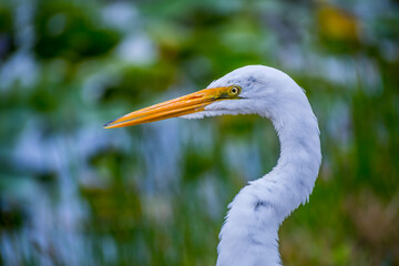 A Great White Egret in Everglades National Park, Florida