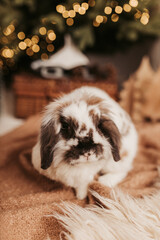 Biały królik w świątecznej oprawie, tosia