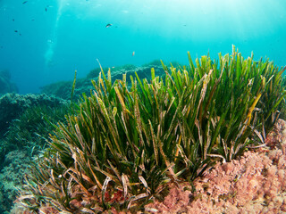 Obraz premium Neptune grass prairie (Posidonia oceanica) in the Mediterranean Sea 