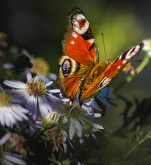 Butterfly with dark red/orange wings sitting on some white flowers in the garden.