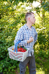 man picks ripe and red cherries from a tree