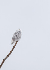 Female snowy owl perched on branch on cloudy winter day in Canada.
