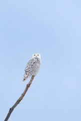 Female snowy owl perched on branch on winter day in Canada.
