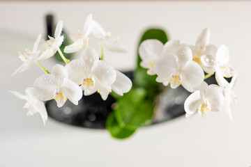white orchid  in pot .Growing and caring orchids at home.