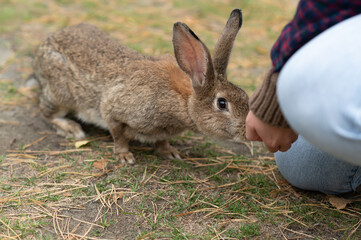 Wild Rabbit (Oryctolagus cuniculus) sitting in a field.