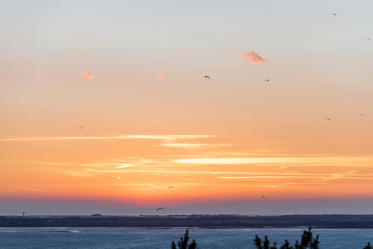 Seagulls above the sea gulf at sunset